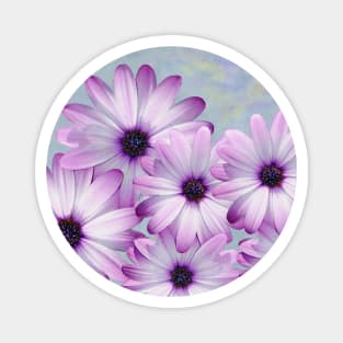 Purple Daisy Flowers Magnet